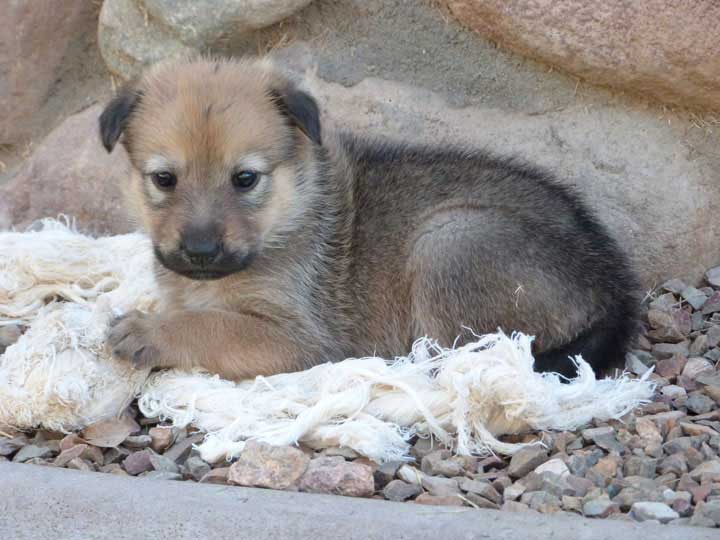 chinook dog